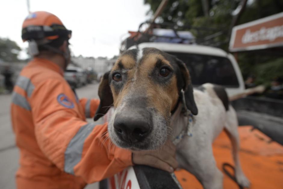 Este perrito le fue fiel a sus amos hasta la muerte, se negaba a salir de su casa hasta que los cadáveres fueron rescatados. (Foto: Wilder López/Soy502)