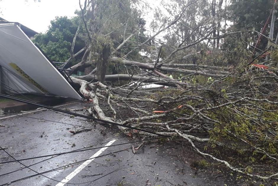 Un árbol de gran tamaño se desplomó en el ingreso a San Cristóbal y provoca un caos en el tránsito. (Foto: Amílcar Montejo/PMT Guatemala)