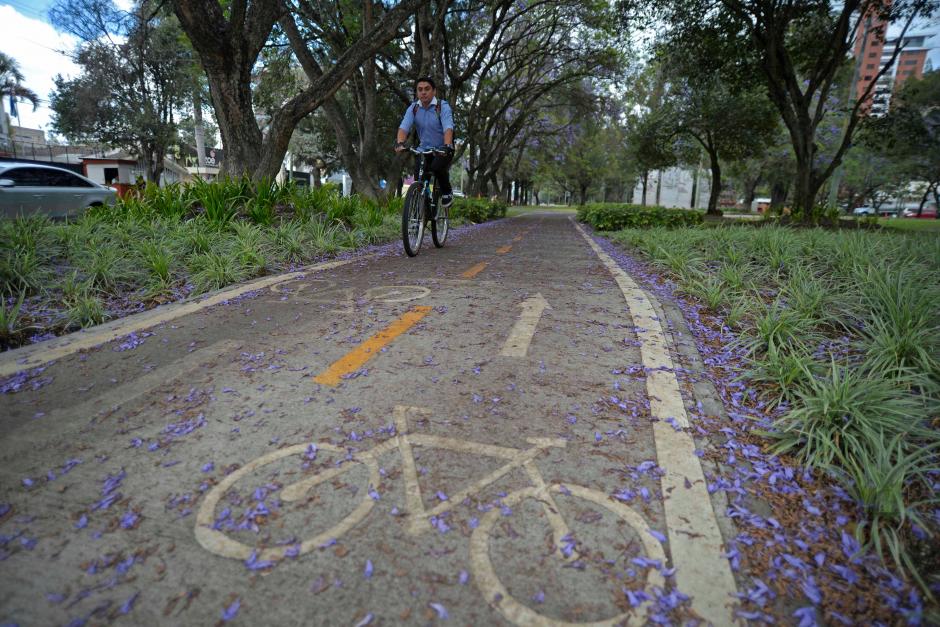 Las ciclovías son una alternativa de movilidad por la ciudad. (Foto: Wilder López/Soy502)