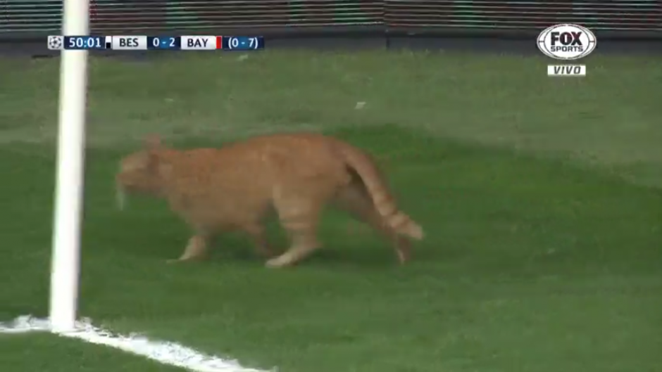 Un gato en el campo del Besiktas interrumpió el partido. (Foto: captura de video)