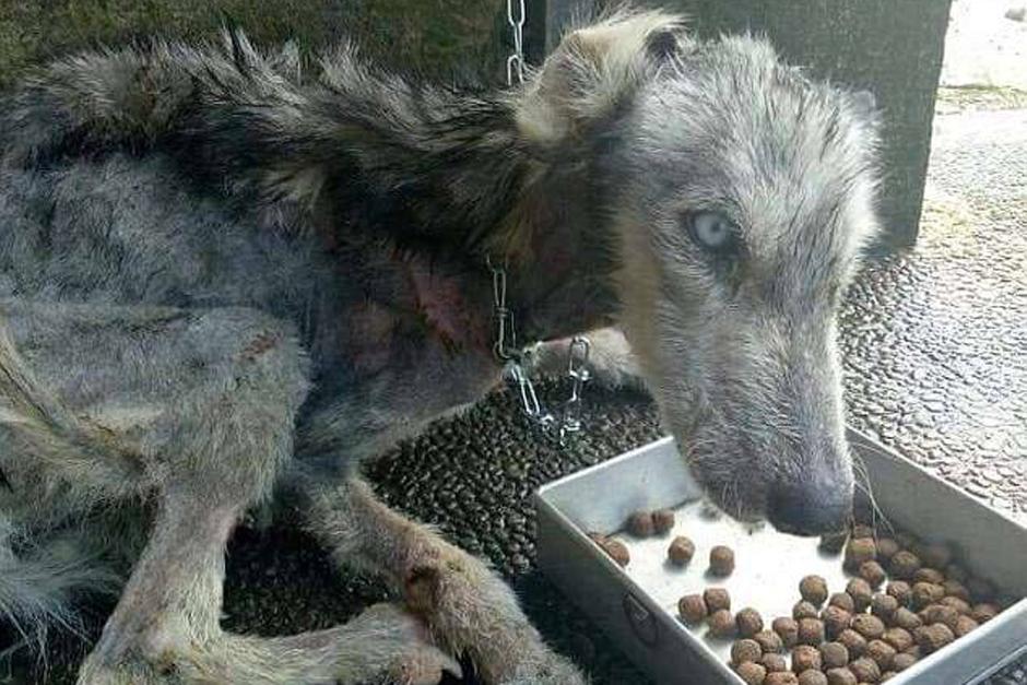 El perro estaba al borde de la muerte, pero un buen samaritano lo adoptó y le cambió la vida. (Foto: Daily Mail)