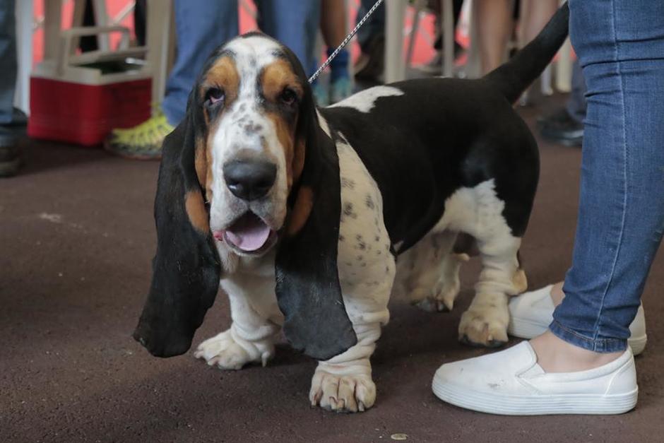 son basset fauve de bretagne los perros mas inteligentes