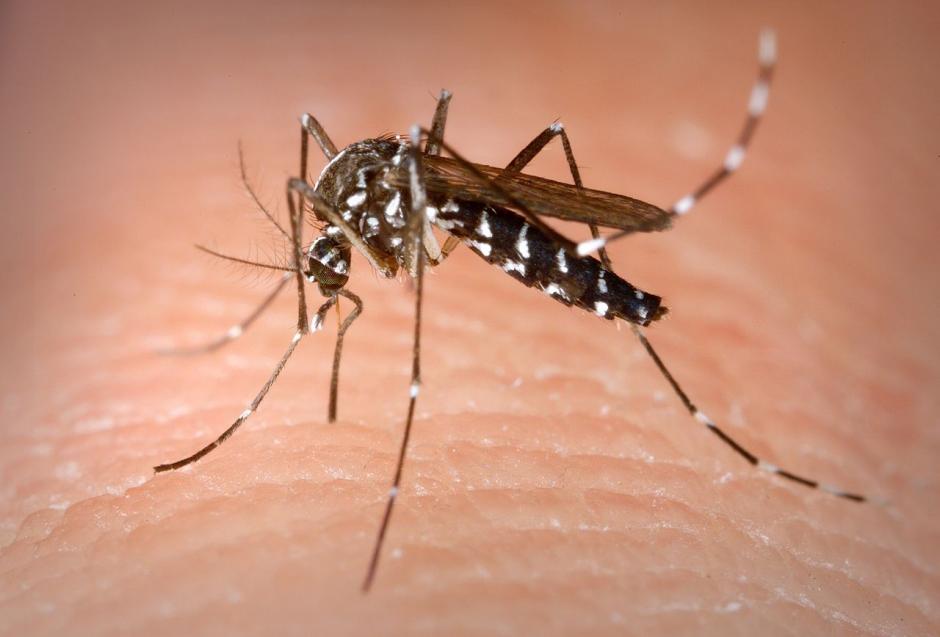 El&nbsp;“Aedes Aegypti” huye con esta canción. (Foto:OMS)