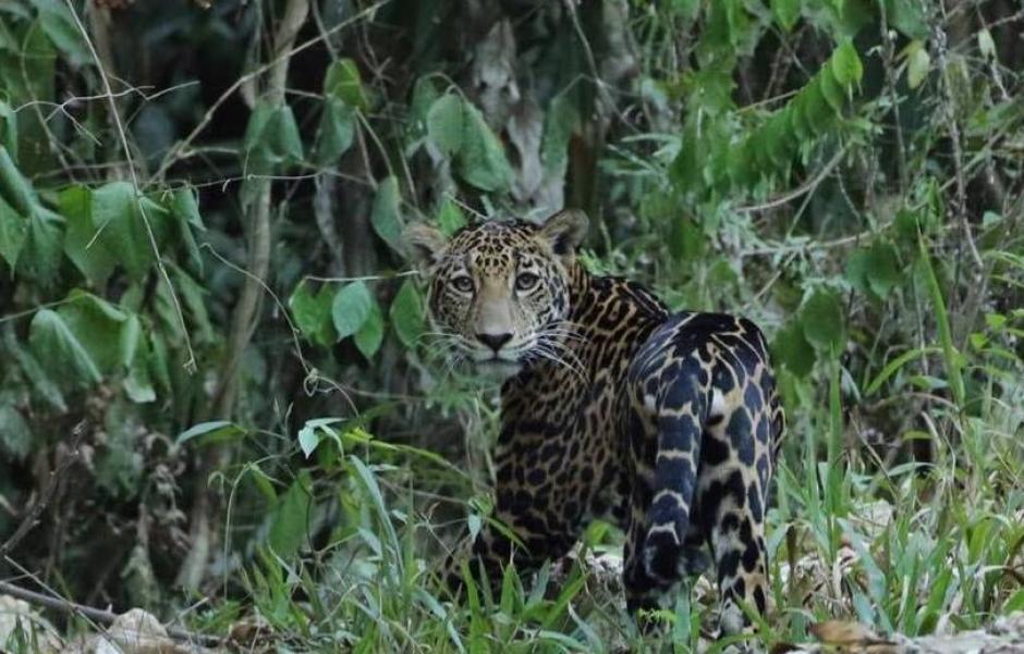 El joven jaguar acompañaba a un adulto que se escapó de ser fotografiado. (Foto: Luke Seitz)