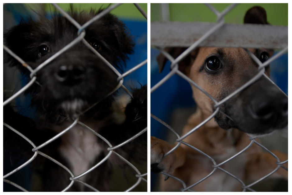 Autoridades rescatarán a varios perros para evitar que los maten y vendan la carne. (Fotos: Wilder López/Soy502)