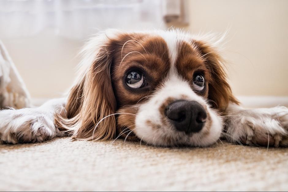 Si sientes que tu perro te está manipulando con su mirada quizá es cierto. (Foto: Pixabay)&nbsp;