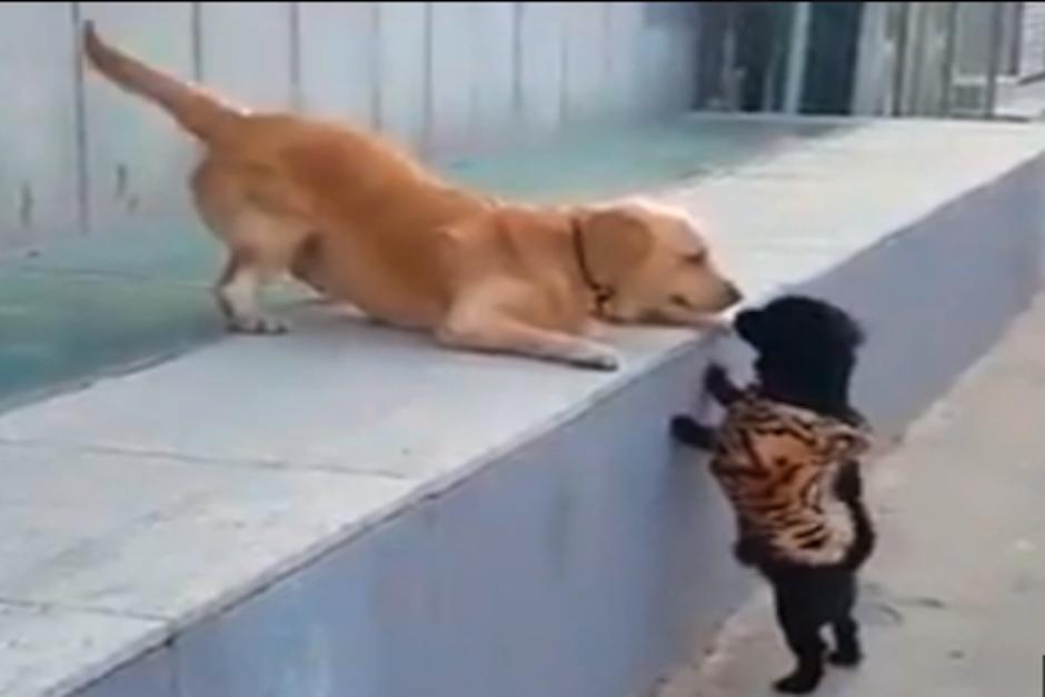 La tierna reacción de un perro tras recibir su primer beso se hace viral. (Foto:Captura de video)