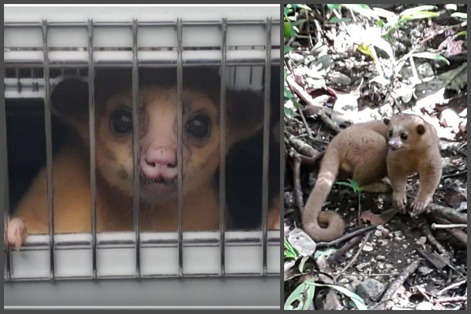 14 animales de diversas especies quedaron liberados en Petén. (Fotos: Conap y archivo)