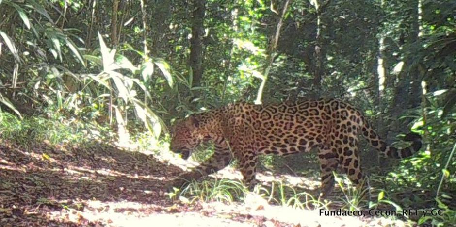 Las fotos fueron captadas por el programa de Cámaras Trampa que se tiene para monitorear y vigilar los parques, junto con el CECON, Rain Forest Trust y Fundaeco. (Foto: Fundaeco)