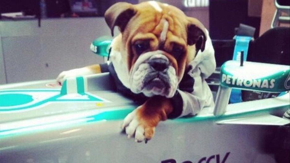 Roscoe es el perro del piloto de la Fórmula 1, Lewis Hamilton. (Foto: Sport)