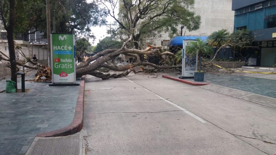 Un video muestra cómo un carro estuvo a punto de ser víctima del árbol. (Foto: Amilcar Montejo/PMT)&nbsp;