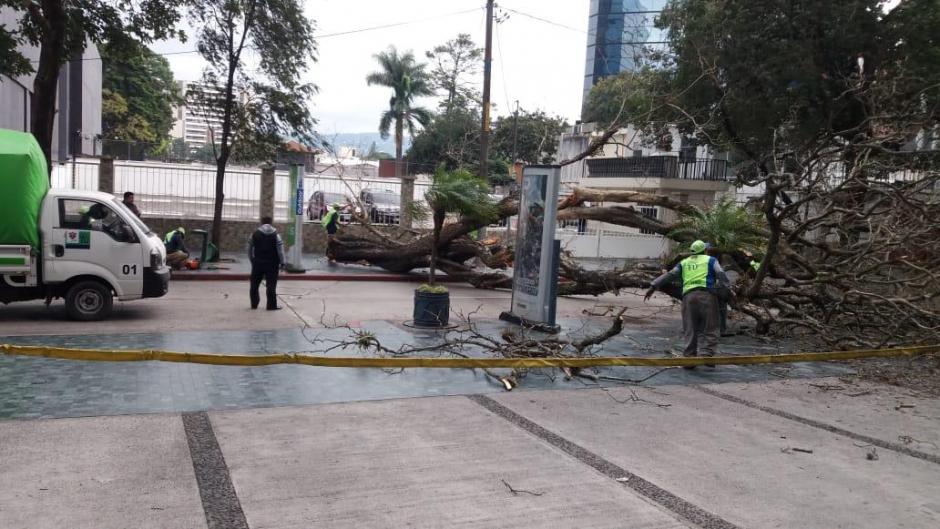 Los fuertes vientos derribaron un árbol en la zona 10 capitalina. (Foto: Amilcar Montejo/PMT)&nbsp;