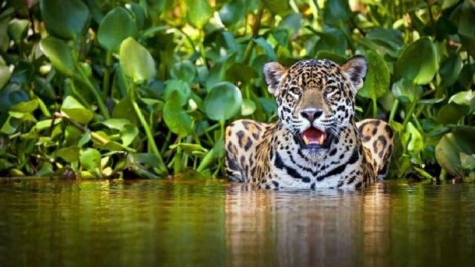 Un jaguar fue captado nadando en Río Dulce. (Foto: Con fines ilustrativos/The Yucatan Times)