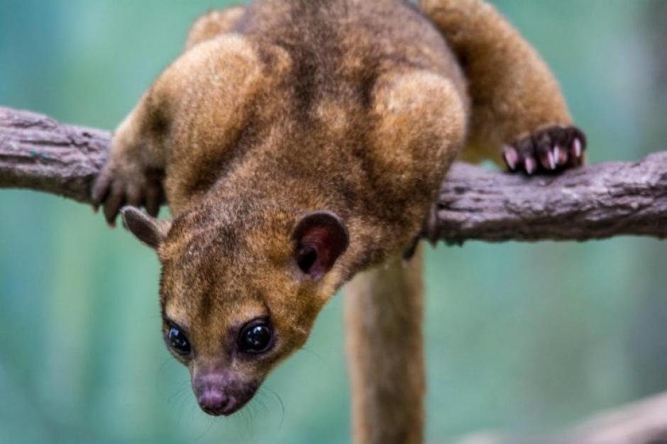 Un micoleón había sido fuertemente lastimado y después abandonado en Coatepéque, Quetzaltenango. (Foto: Con fines ilustrativos/Earth.com)