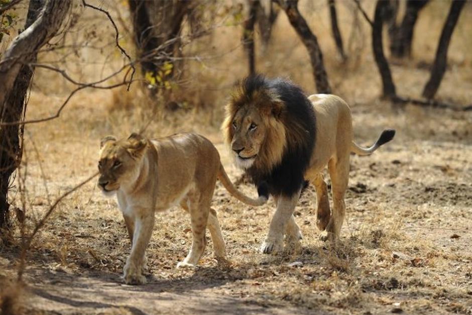 La inusual escena fue captada en video por Joshua Loonkushu, un guía del parque nacional Kruger, en Sudáfrica. (Foto: AFP)