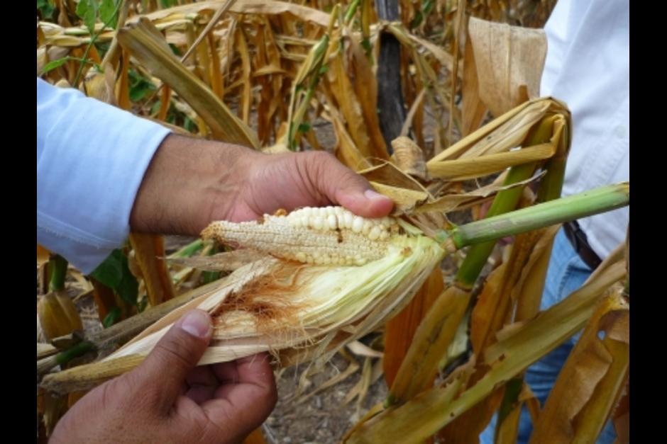 En 2014 el fenómeno de El Niño afectó la cosecha de decenas de familia. (Foto: Archivo/Soy502)