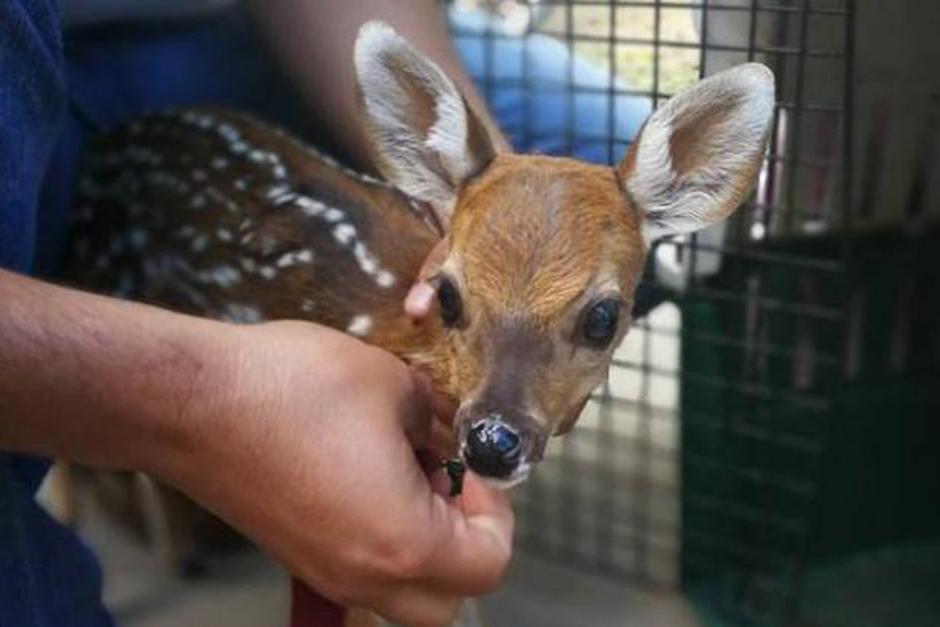 El pequeño se extravió y llevó a la zona urbana de Poptún, Petén. (Foto: Conap)