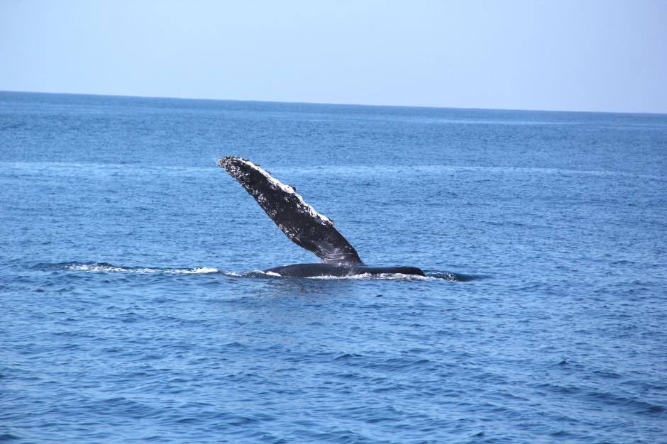 Una de las ballenas juega frente a los turistas en aguas del Pacífico. (Foto: Fredy Hernández/Soy502)