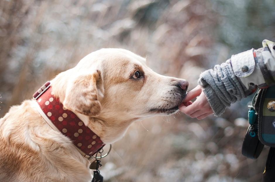 Según la ciencia, los perros son capaces de identificar si la gente tiene malas intenciones con ellos o sus dueños. (Foto: Pixabay)
