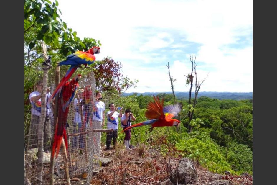 Un grupo de 13 guacamayas han sido liberadas en el Parque Nacional Sierra Lacandón, Petén. (Foto: Conap)&nbsp;