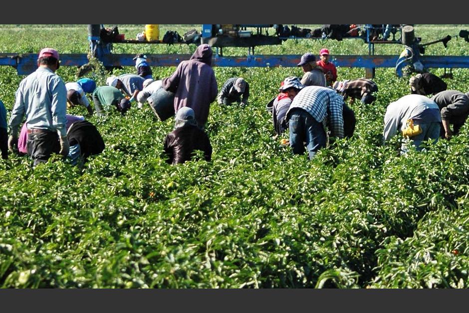 EE.UU. podría ofrecer visas temporales para que los migrantes guatemaltecos trabajen de jornaleros en la agricultura. (Foto: AlMomento.mx)