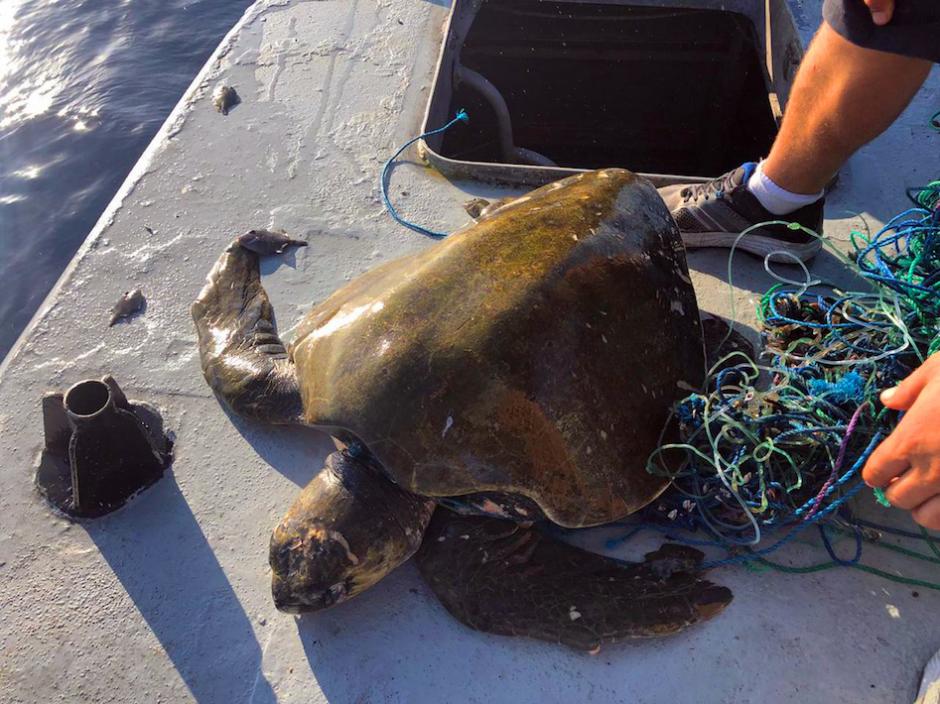 Los pescadores ayudaron a la tortuga para liberarla de una red utilizada por pescadores artesanales a mar abierto. (Foto: Ejército de Guatemala)