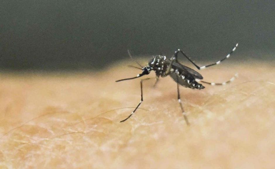 Los síntomas son similares al dengue. (Foto: Radio Fénix)&nbsp;