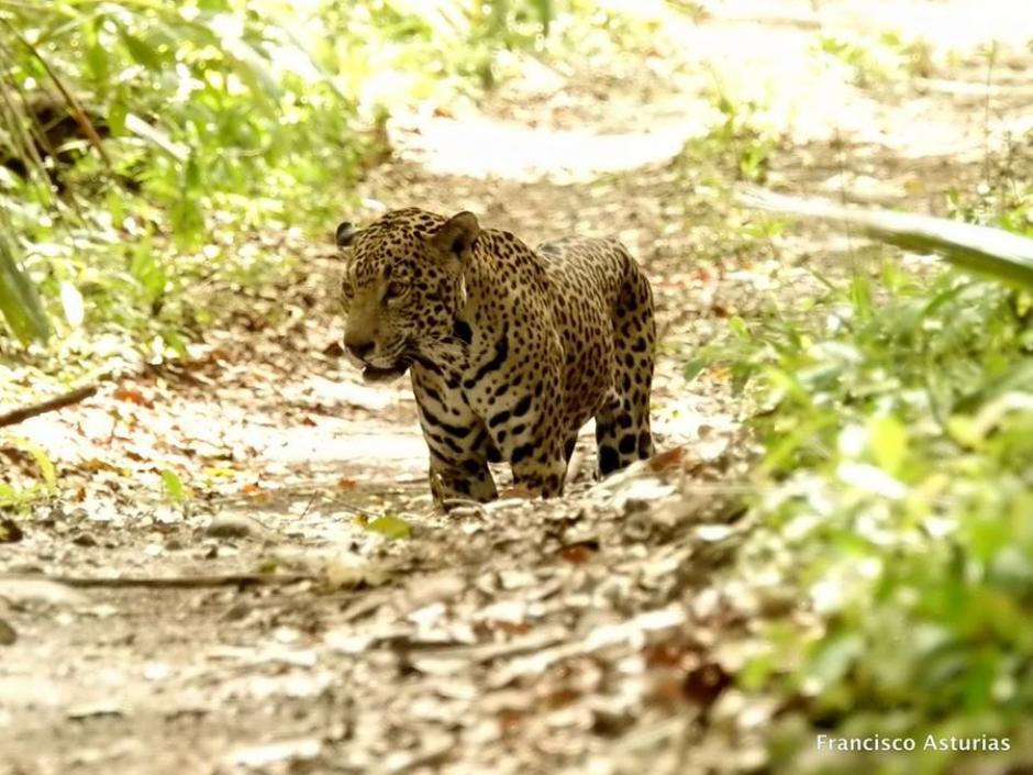 El jaguar protegía a la hembra, ambos estaban en proceso de apareamiento. (Foto: Francisco Asturias)