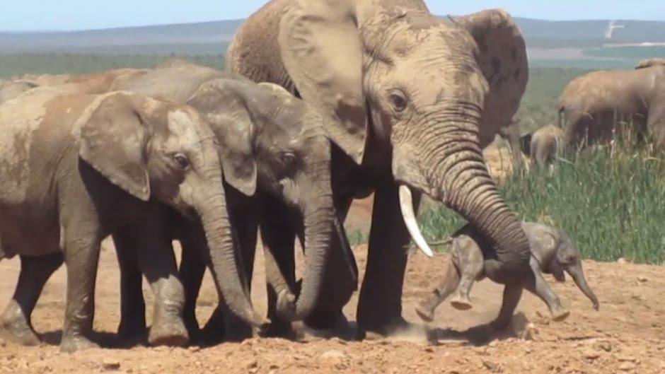 La madre de pequeño carga a su cría que acababa de perder la vida dentro del bosque. (Foto: Youtube)