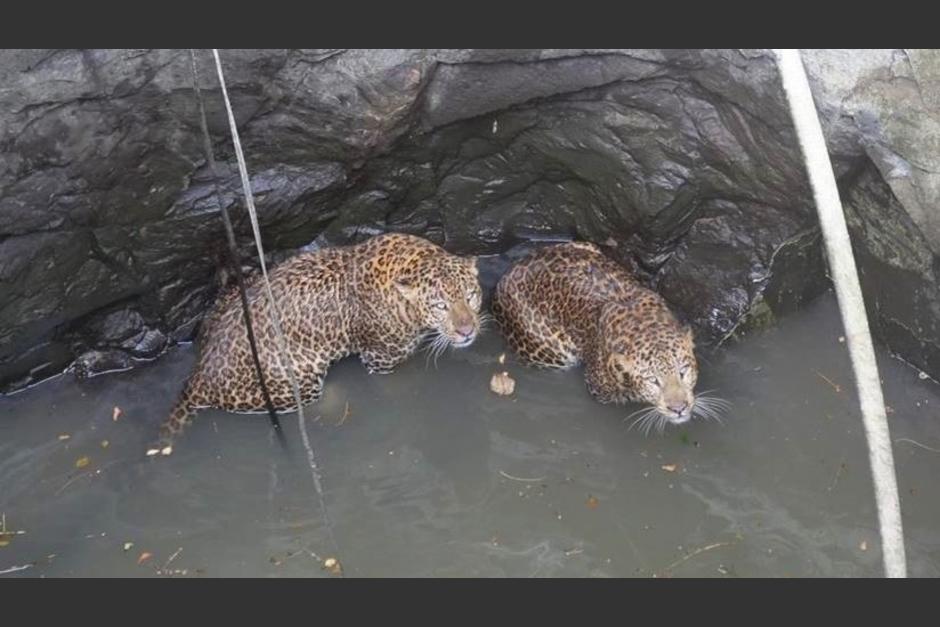 Rescatistas logran salvar a dos leopardos que cayeron en un pozo de unos 15 metros de profundidad. (Foto: RT)&nbsp;