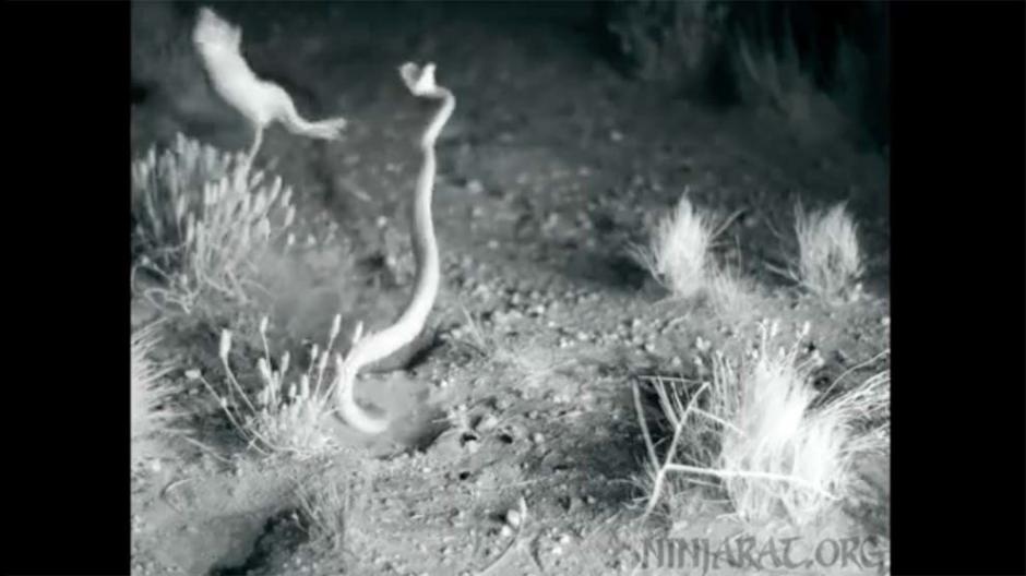 La increíble maniobra de una rata "ninja" en una batalla a muerte con una serpiente de cascabel fue grabada en video. (Foto: Captura de video)