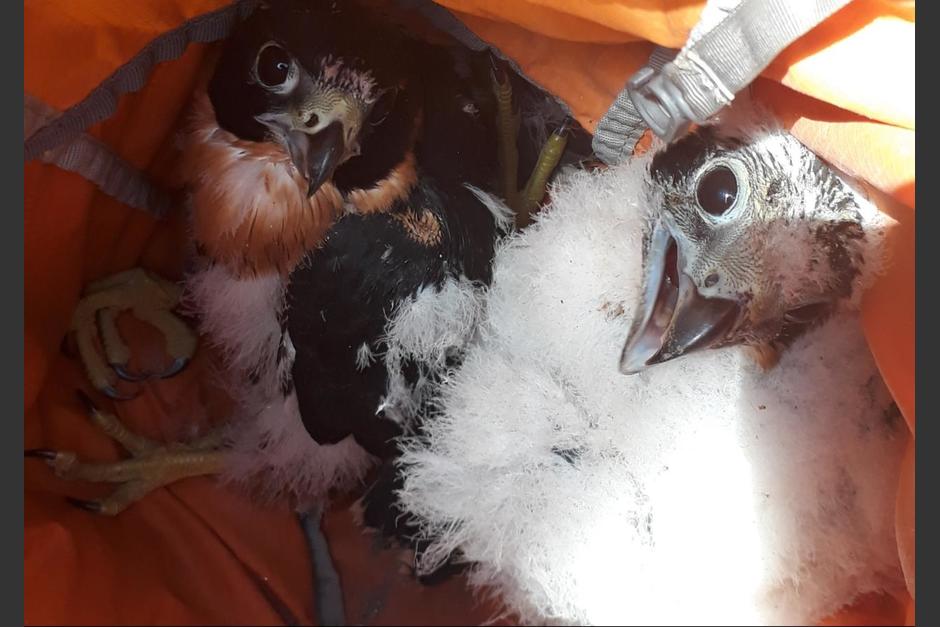Los halcones pecho naranja fueron resguardados durante varias semanas para evitar amenazas de cualquier tipo. (Foto: Unidad de Biología Tikal)