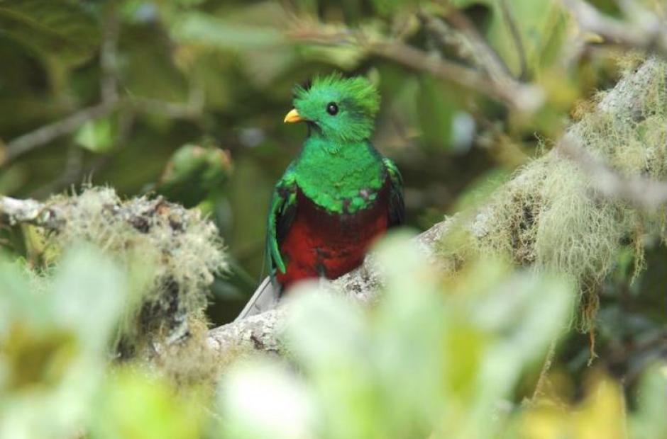 El ave nacional atrae la mirada de propios y extraños alrededor del mundo. (Foto: Archivo/Nuestro Diario)