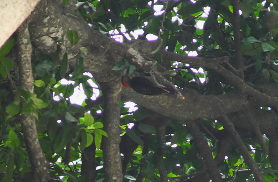 Una familia de Pájaros Carpinteros ha hecho su hogar en el Paraninfo Universitario. (Foto: Fredy Hernández/Soy502)