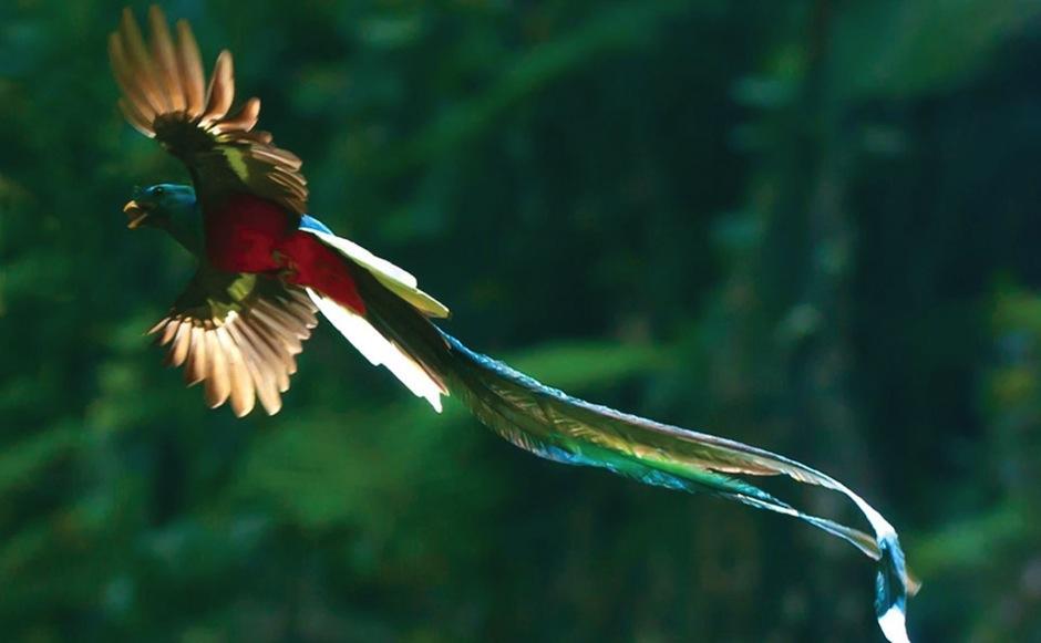 La famosa revista publicó el trabajo de un fotógrafo que captó a un quetzal en pleno vuelo. (Foto: animalesenpeligrodeextinción.org)&nbsp;