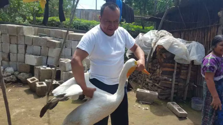 Una bandada de pelícanos se refugió en Santa Clara La Laguna para asombro de los vecinos. (Foto: Stereo 100)