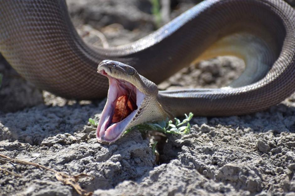 No creerás lo que se había comido esta serpiente pitón. (Foto:Facebook)