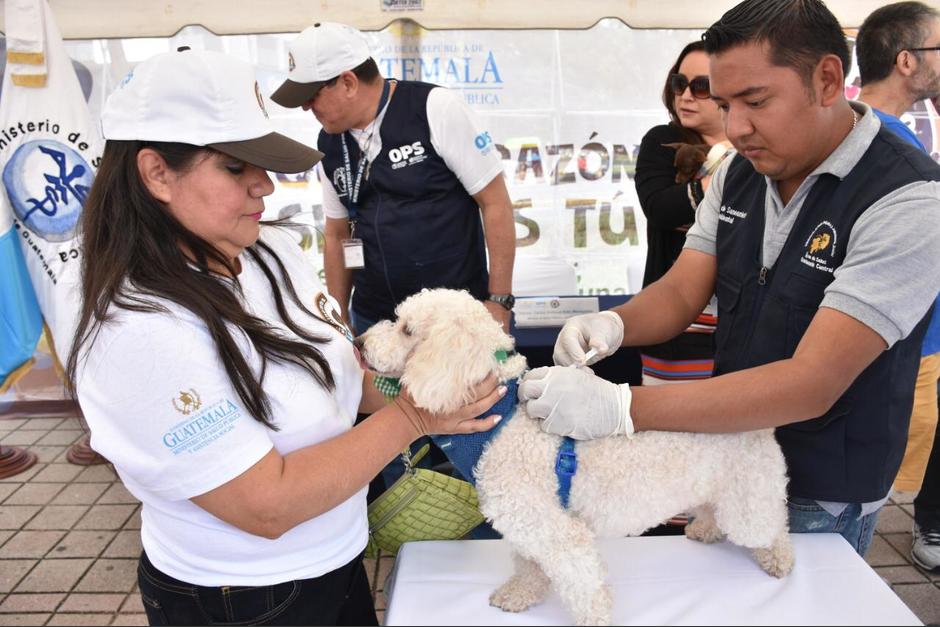 El Ministerio de Salud inició la jornada de vacunación para perros y gatos. (Foto: Ministerio de Salud)&nbsp;