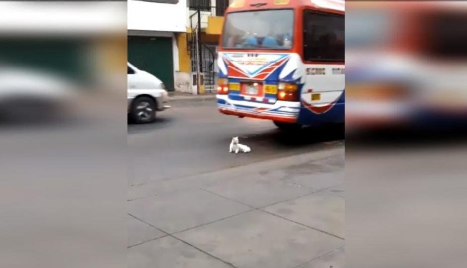 Un gato se salvó de morir arrollado por un bus de pasajeros. (Foto: Captura de pantalla)