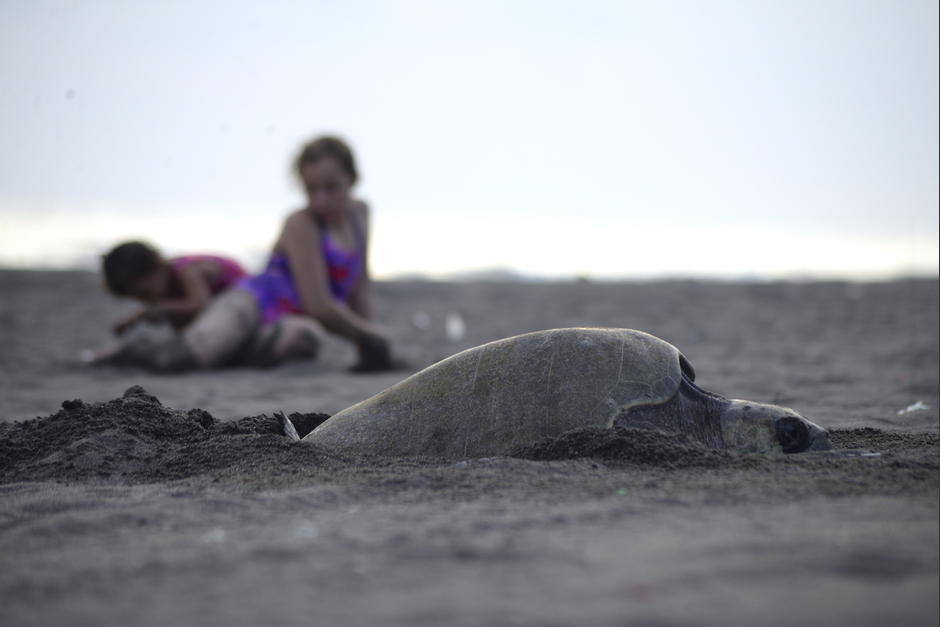 Las tortugas parlama llegan durante esta temporada a las playas del Pacífico para depositar sus huevos. (Foto: Fredy Hernández/Soy502)