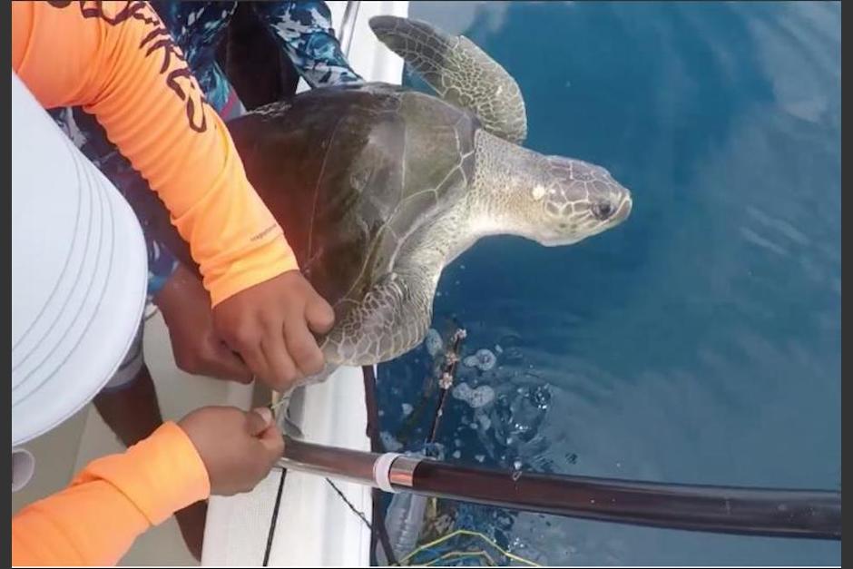 La tortuga estaba atrapada en una red y plástico acumulado en alta mar. (Captura Video)