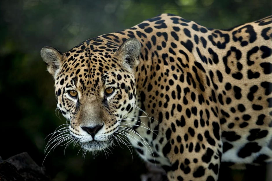 Un jaguar fue captado por "cámaras trampa" en la Biosfera Maya. (Foto Ilustrativa: Pixabay)