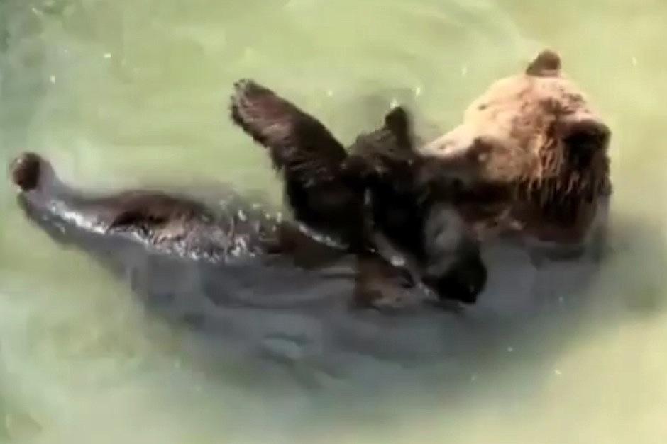 Mamá oso enseña a su pequeño a nadar en el zoo La Aurora. (Foto: Zoo La Aurora)