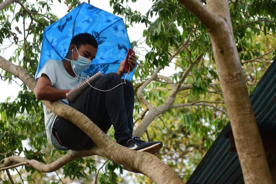 El joven estudia comunicación y cada día se sube al árbol para conectarse a las clases virtuales. (Foto: EDH)