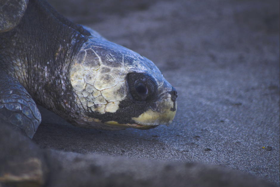 La tortuga se nadaba con dificultad hasta que pudo ser liberada de la red. (Foto: Fredy Hernández/Soy502)