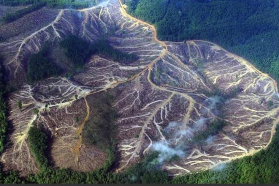 La deforestación será la causa del colapso de la civilización dicen los científicos. (Foto: AFP)&nbsp;