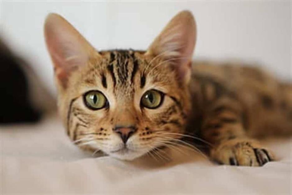 Este es el significado de esa simpática mirada que te hace tu gato. (Foto: Pixabay)