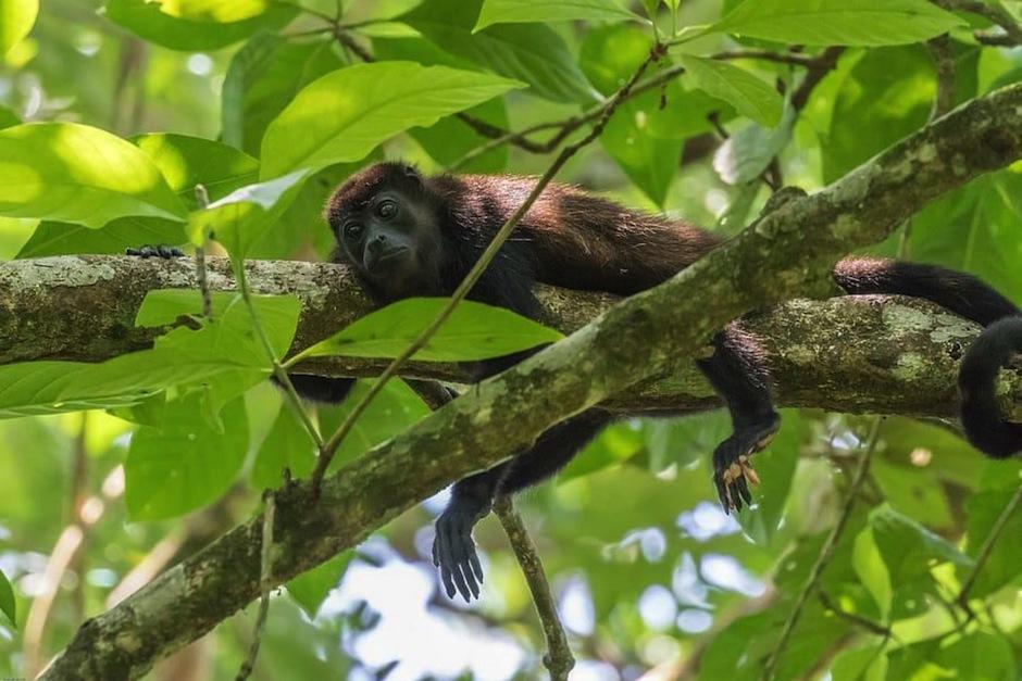 Un grupo de monos aulladores fue captado en el parque natural de Semuc Champey. (Foto ilustrativa: Pixels)