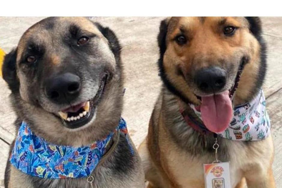 Dos perritos que fueron adoptados ahora cautivan los corazones como trabajadores en un restaurante. (Foto: Rancheros del Sur/Facebook)