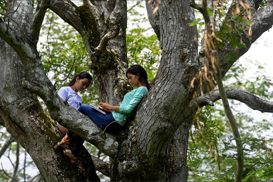 Las hermanas salvadoreñas, Matilde y Marlene Pimentel Álvarez, deben subirse a un árbol para lograr señal de Internet. (Foto: AFP)